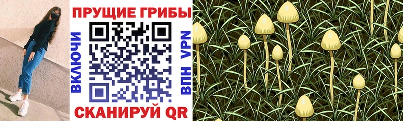 Псилоцибиновые грибы Psilocybe  маркетплейс состав  Уссурийск  MEGA маркетплейс 